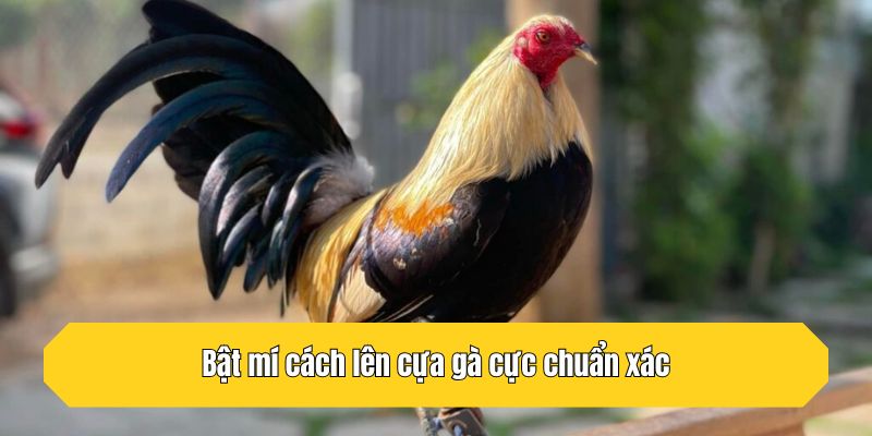 Bật mí cách lên cựa gà cực chuẩn xác