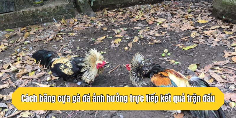 Cách băng cựa gà đá ảnh hưởng trực tiếp kết quả trận đấu