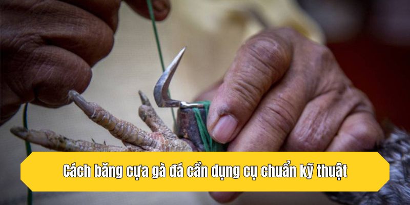 Cách băng cựa gà đá cần dụng cụ chuẩn kỹ thuật
