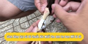 Cách Băng Cựa Gà Đá Chuẩn Xác Nhất Cho Anh Em Đam Mê Đá Gà