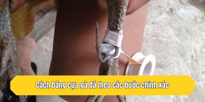 Cách băng cựa gà đá theo các bước chính xác