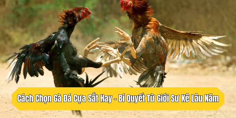 Cách Chọn Gà Đá Cựa Sắt Hay - Bí Quyết Từ Giới Sư Kê Lâu Năm