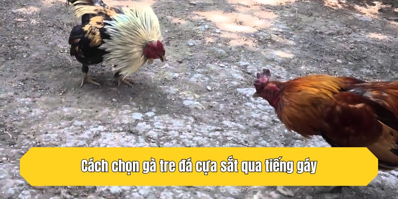 Cách chọn gà tre đá cựa sắt qua tiếng gáy