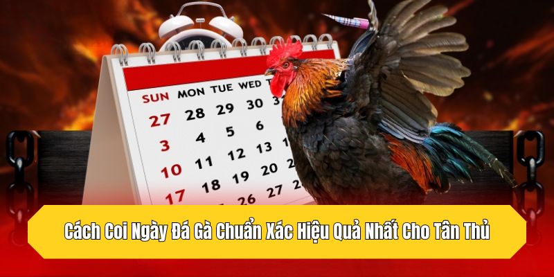 Cách Coi Ngày Đá Gà Chuẩn Xác Hiệu Quả Nhất Cho Tân Thủ