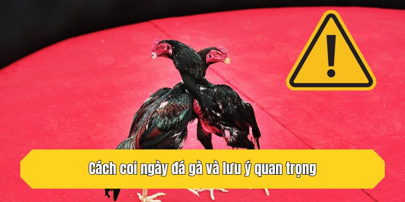 Cách coi ngày đá gà và lưu ý quan trọng