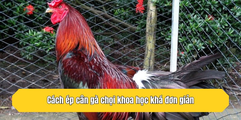 Cách ép cân gà chọi khoa học khá đơn giản