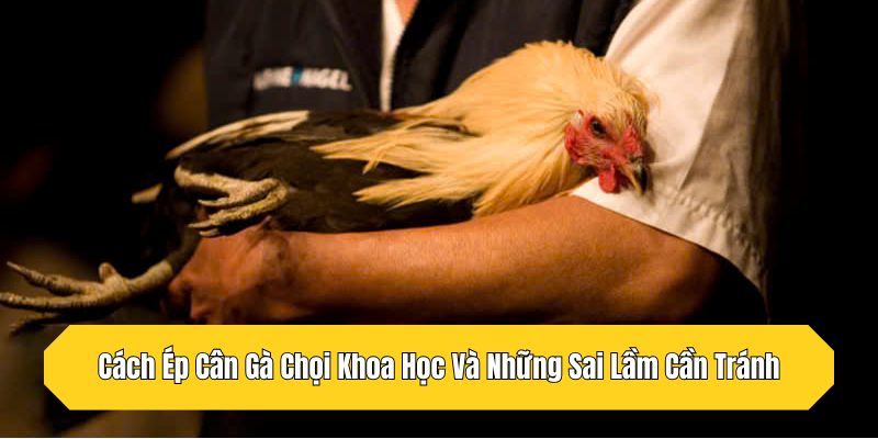 Cách Ép Cân Gà Chọi Khoa Học Và Những Sai Lầm Cần Tránh