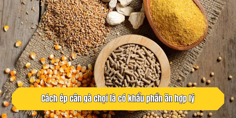 Cách ép cân gà chọi là có khẩu phần ăn hợp lý