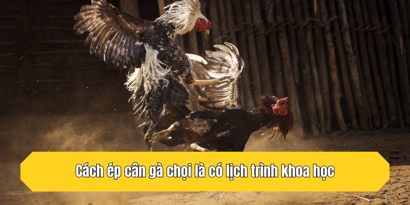 Cách ép cân gà chọi là có lịch trình khoa học