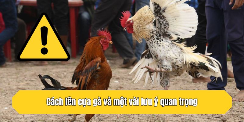Cách lên cựa gà và một vài lưu ý quan trọng