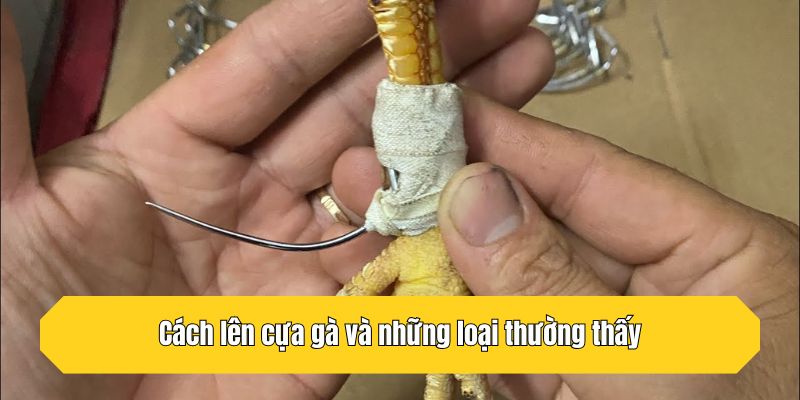 Cách lên cựa gà và những loại thường thấy