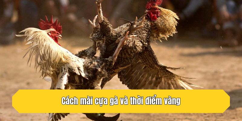 Cách mài cựa gà và thời điểm vàng