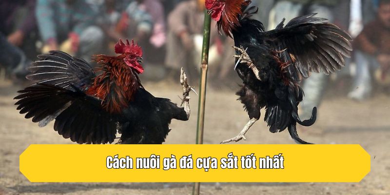 Cách nuôi gà đá cựa sắt tốt nhất là gì?
