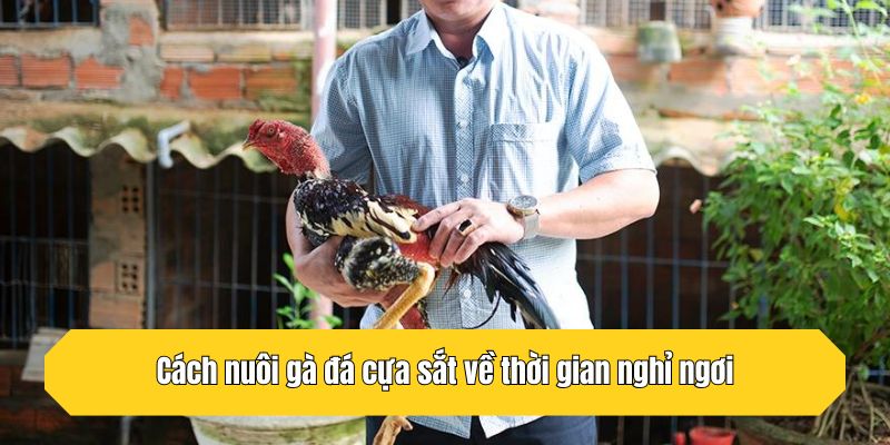 Cách nuôi gà đá cựa sắt về thời gian nghỉ ngơi