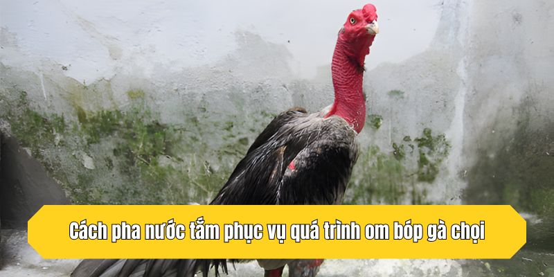 Cách pha nước tắm phục vụ quá trình om bóp gà chọi