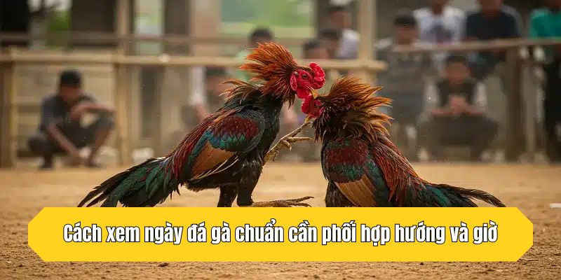 Cách xem ngày đá gà chuẩn cần phối hợp hướng và giờ