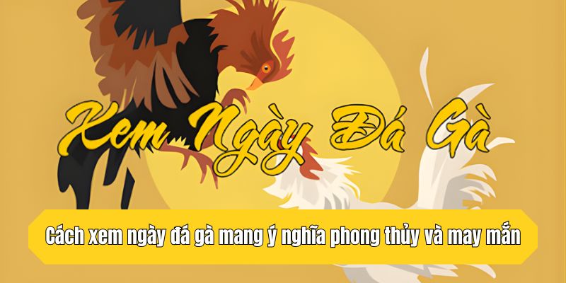 Cách xem ngày đá gà mang ý nghĩa phong thủy và may mắn
