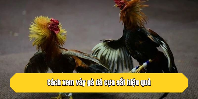 Cách xem vảy gà đá cựa sắt hiệu quả