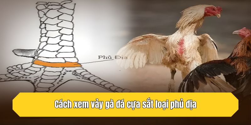 Cách xem vảy gà đá cựa sắt loại phủ địa