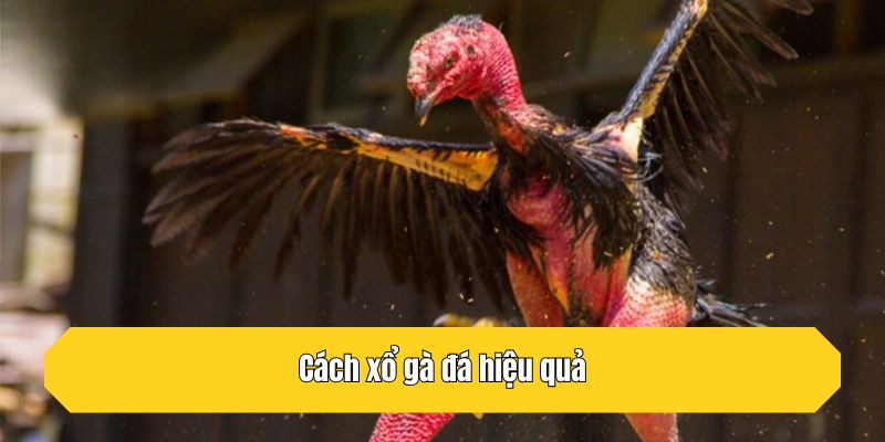 Cách xổ gà đá hiệu quả