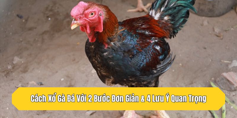Cách Xổ Gà Đá Với 2 Bước Đơn Giản & 4 Lưu Ý Quan Trọng