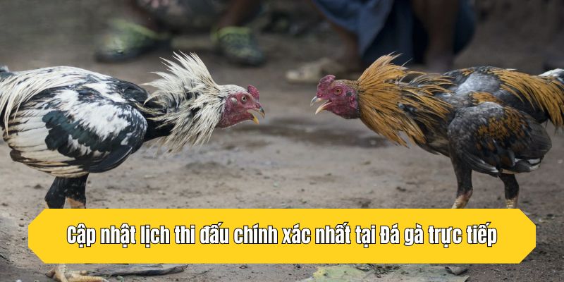 Cập nhật lịch thi đấu chính xác nhất tại Đá gà trực tiếp