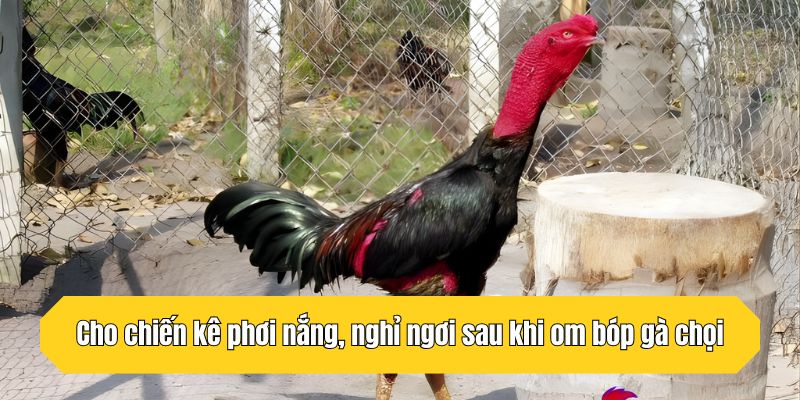 Cho chiến kê phơi nắng, nghỉ ngơi sau khi om bóp gà chọi