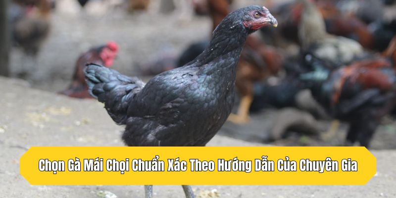 Chọn Gà Mái Chọi Chuẩn Xác Theo Hướng Dẫn Của Chuyên Gia
