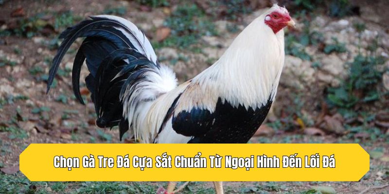 Chọn Gà Tre Đá Cựa Sắt Chuẩn Từ Ngoại Hình Đến Lối Đá