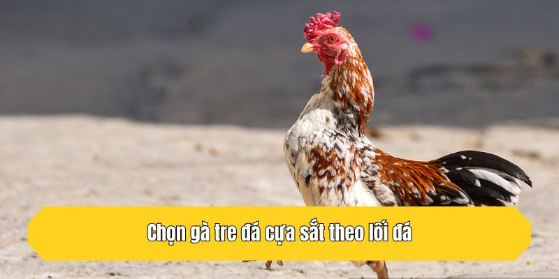 Chọn gà tre đá cựa sắt theo lối đá