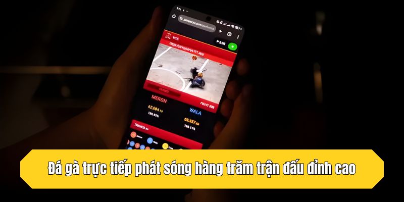 Đá gà trực tiếp phát sóng hàng trăm trận đấu đỉnh cao