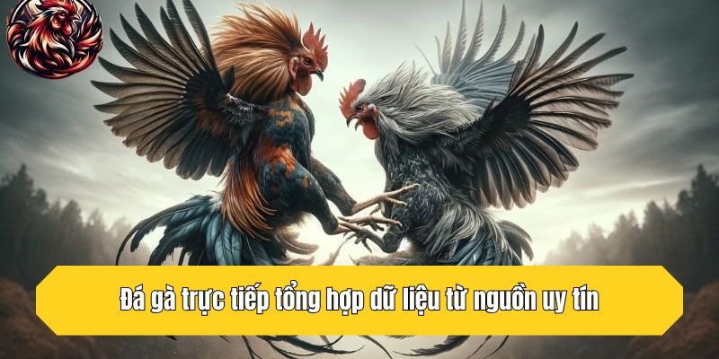 Đá gà trực tiếp tổng hợp dữ liệu từ nguồn uy tín