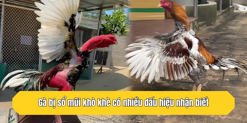 Gà bị sổ mũi khò khè có nhiều dấu hiệu nhận biết