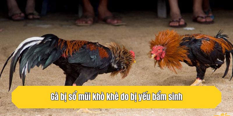 Gà bị sổ mũi khò khè do bị yếu bẩm sinh