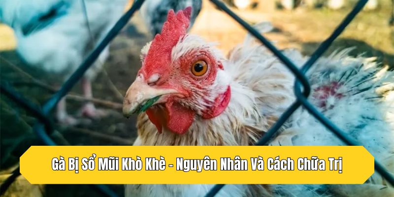 Gà Bị Sổ Mũi Khò Khè - Nguyên Nhân Và Cách Chữa Trị