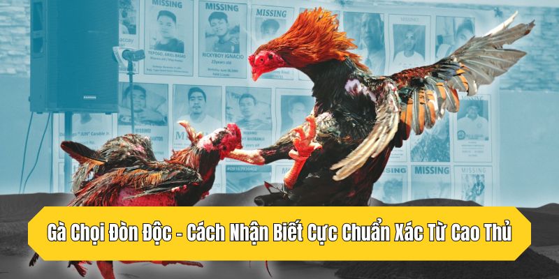 Gà Chọi Đòn Độc - Cách Nhận Biết Cực Chuẩn Xác Từ Cao Thủ