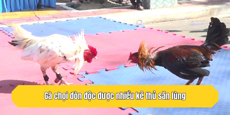 Gà chọi đòn độc được nhiều kê thủ săn lùng