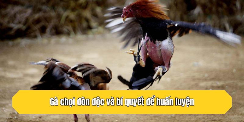Gà chọi đòn độc và bí quyết để huấn luyện