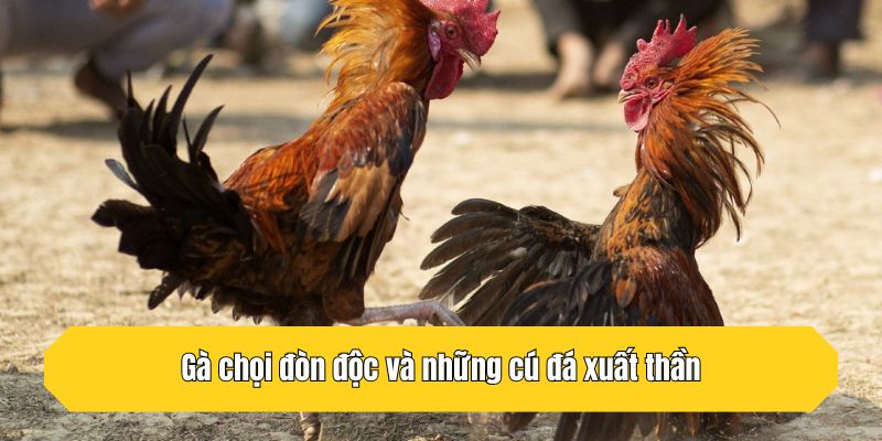 Gà chọi đòn độc và những cú đá xuất thần