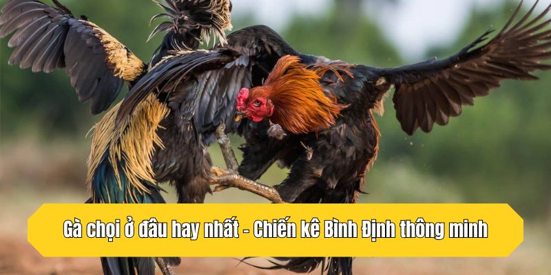 Gà chọi ở đâu hay nhất - Chiến kê Bình Định thông minh
