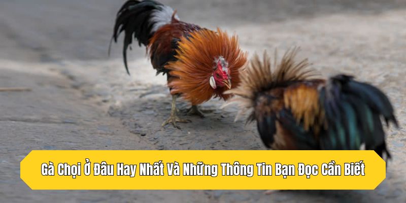 Gà Chọi Ở Đâu Hay Nhất Và Những Thông Tin Bạn Đọc Cần Biết