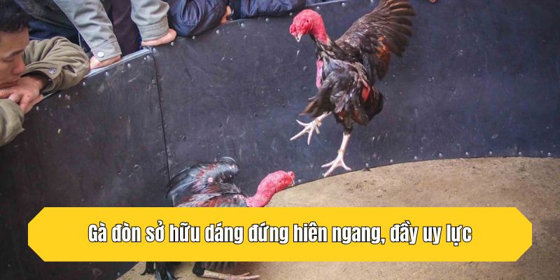 Gà đòn sở hữu dáng đứng hiên ngang, đầy uy lực