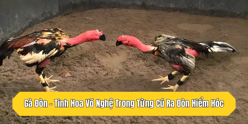 Gà Đòn - Tinh Hoa Võ Nghệ Trong Từng Cú Ra Đòn Hiểm Hóc