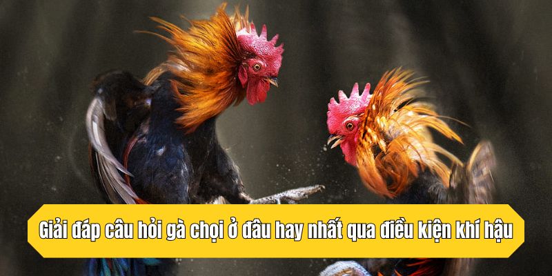 Giải đáp câu hỏi gà chọi ở đâu hay nhất qua điều kiện khí hậu