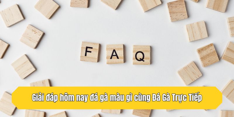 Giải đáp hôm nay đá gà màu gì cùng Đá Gà Trực Tiếp