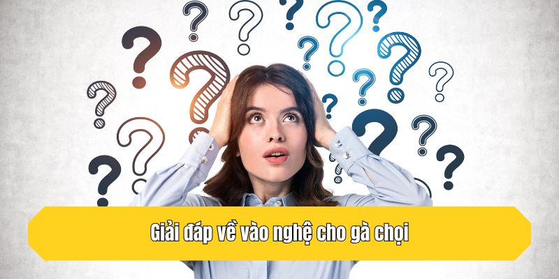 Giải đáp về vào nghệ cho gà chọi