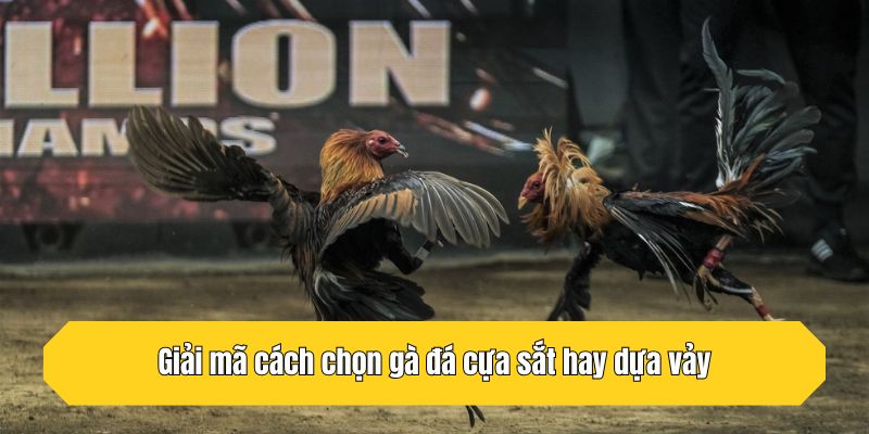 Giải mã cách chọn gà đá cựa sắt hay dựa vảy