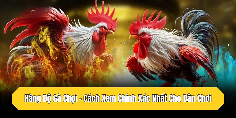 Hàng Độ Gà Chọi - Cách Xem Chính Xác Nhất Cho Dân Chơi