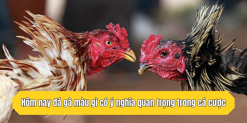Hôm nay đá gà màu gì có ý nghĩa quan trọng trong cá cược