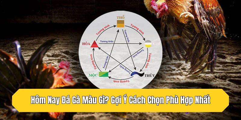Hôm Nay Đá Gà Màu Gì? Gợi Ý Cách Chọn Phù Hợp Nhất